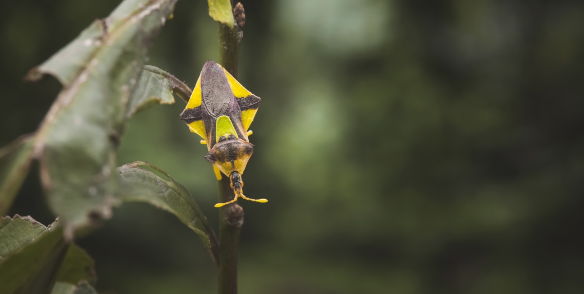 这个四四方方的虫子叫【瘤蝽】这只则是【螳瘤蝽族—菱瘤蝽属】的我从