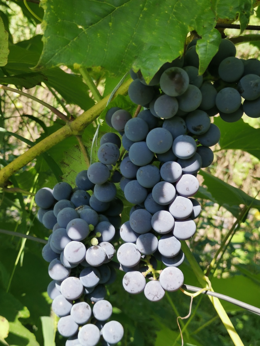 山葡萄