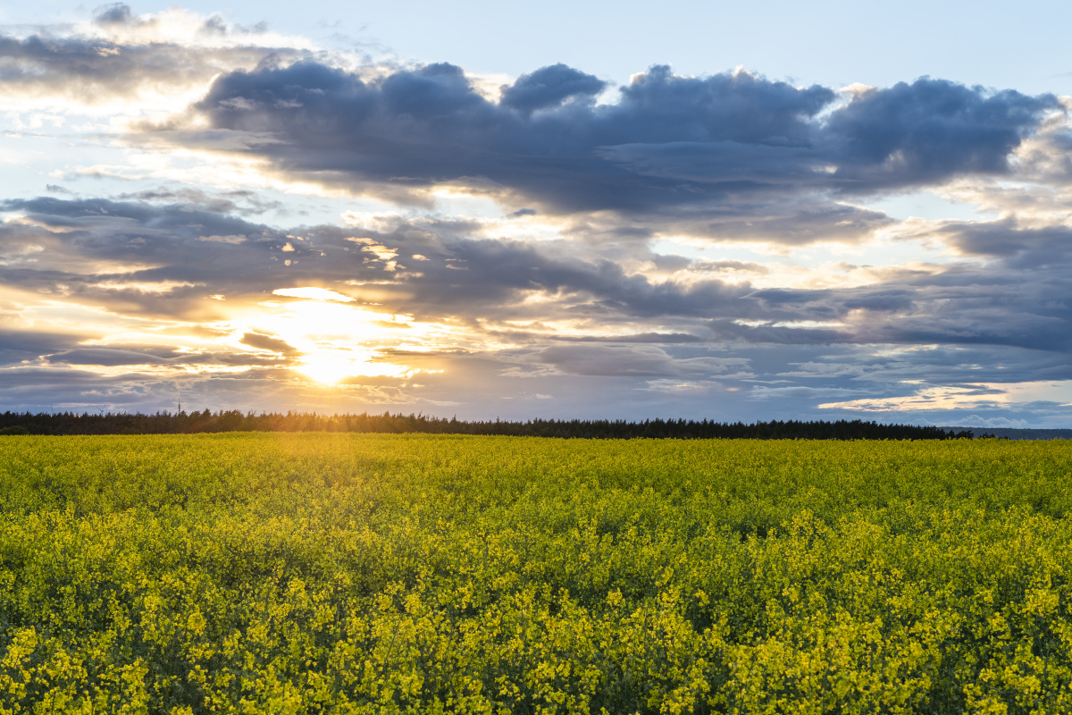 从你的世界路过