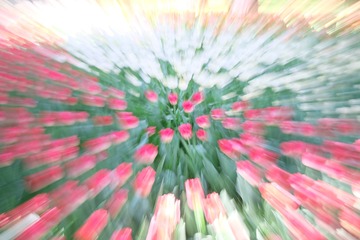 238455
