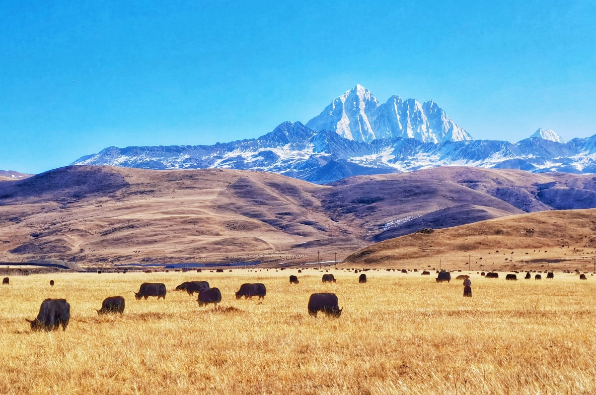 金色的塔公草原 - 用户晓林视界 - 图虫