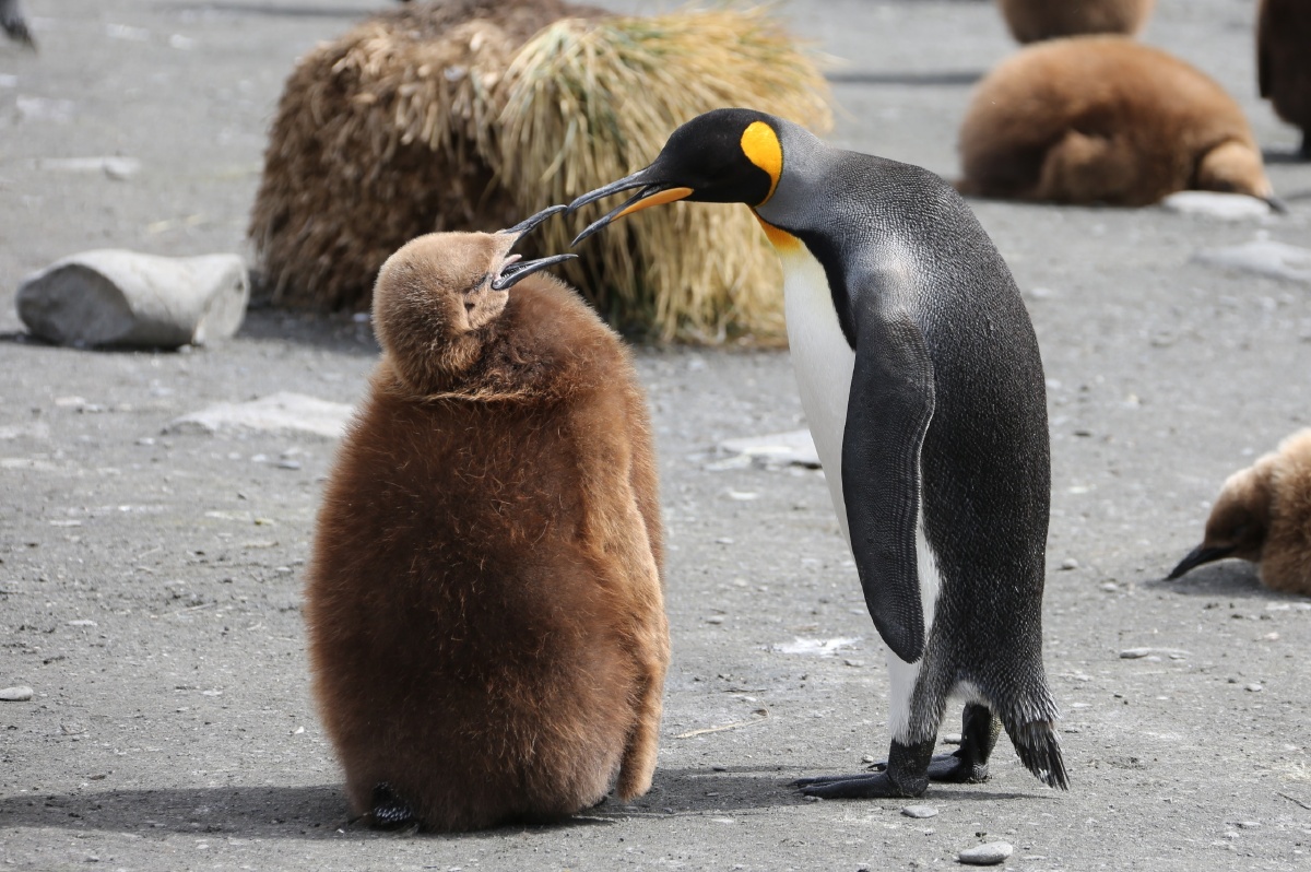 王企鹅母子相聚是短暂的,把小企鹅喂饱了之后,就又要出发了.