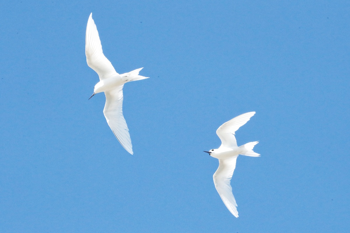 带飞白玄鸥雌鸟带亚成鸟学飞行摄于科科斯岛