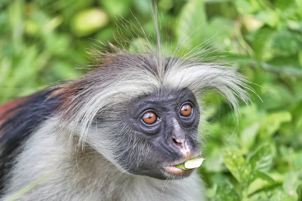 惊诧.濒临灭绝的红背疣猴,摄于桑给巴尔岛