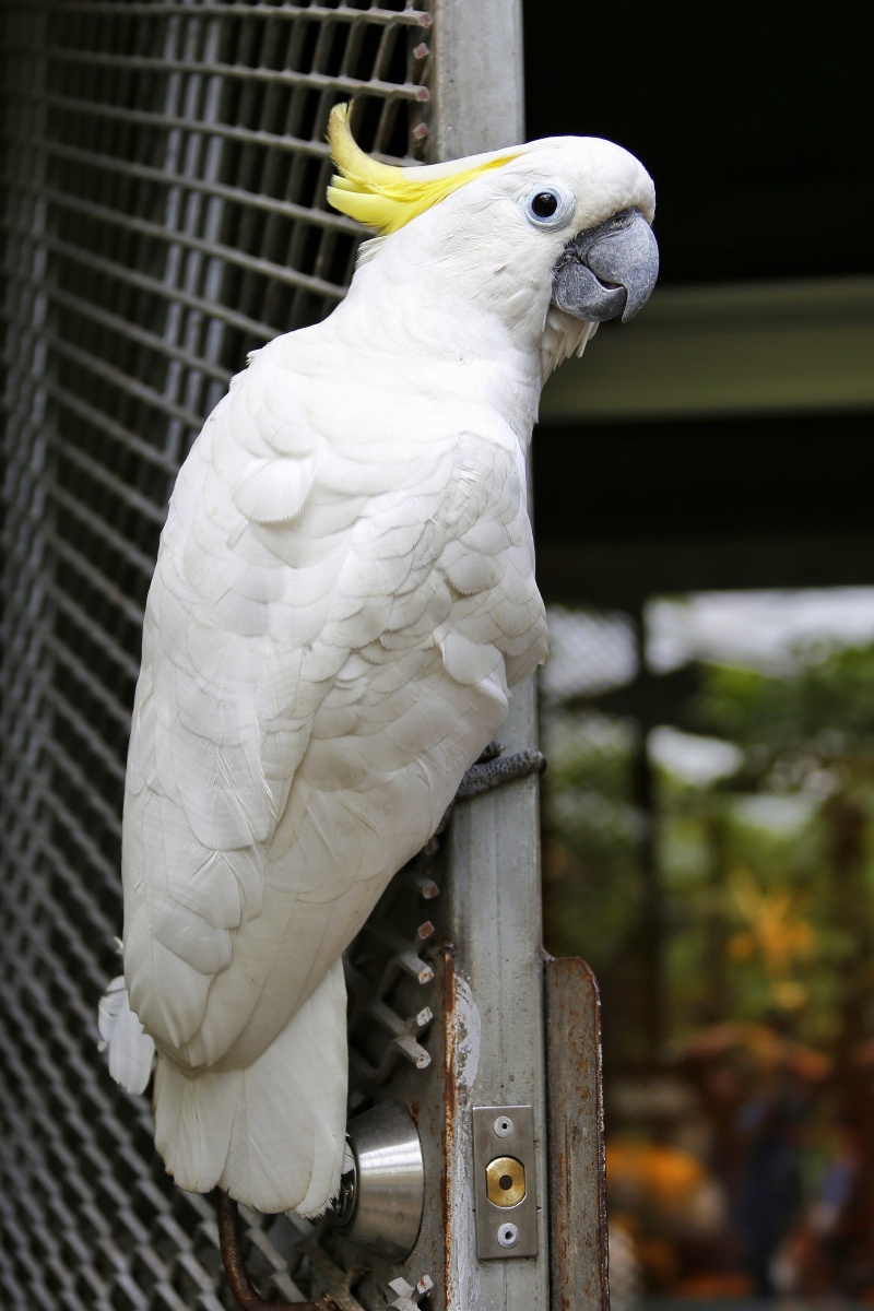 会开门的凤头鹦鹉.摄于巴布亚新几内亚 - 用户晓林视界 - 图虫