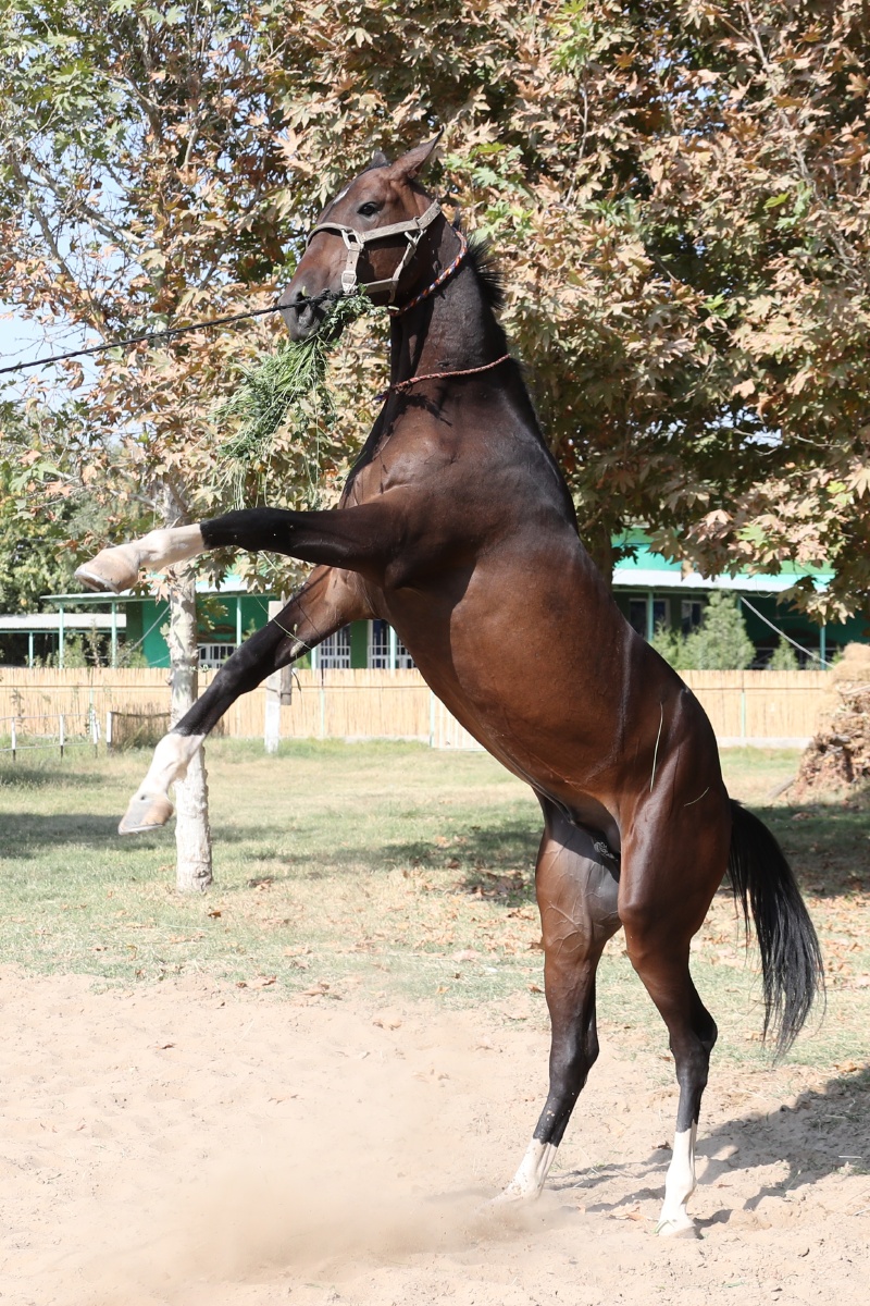 汗血宝马.摄于土库曼斯坦 - 用户晓林视界 - 图虫