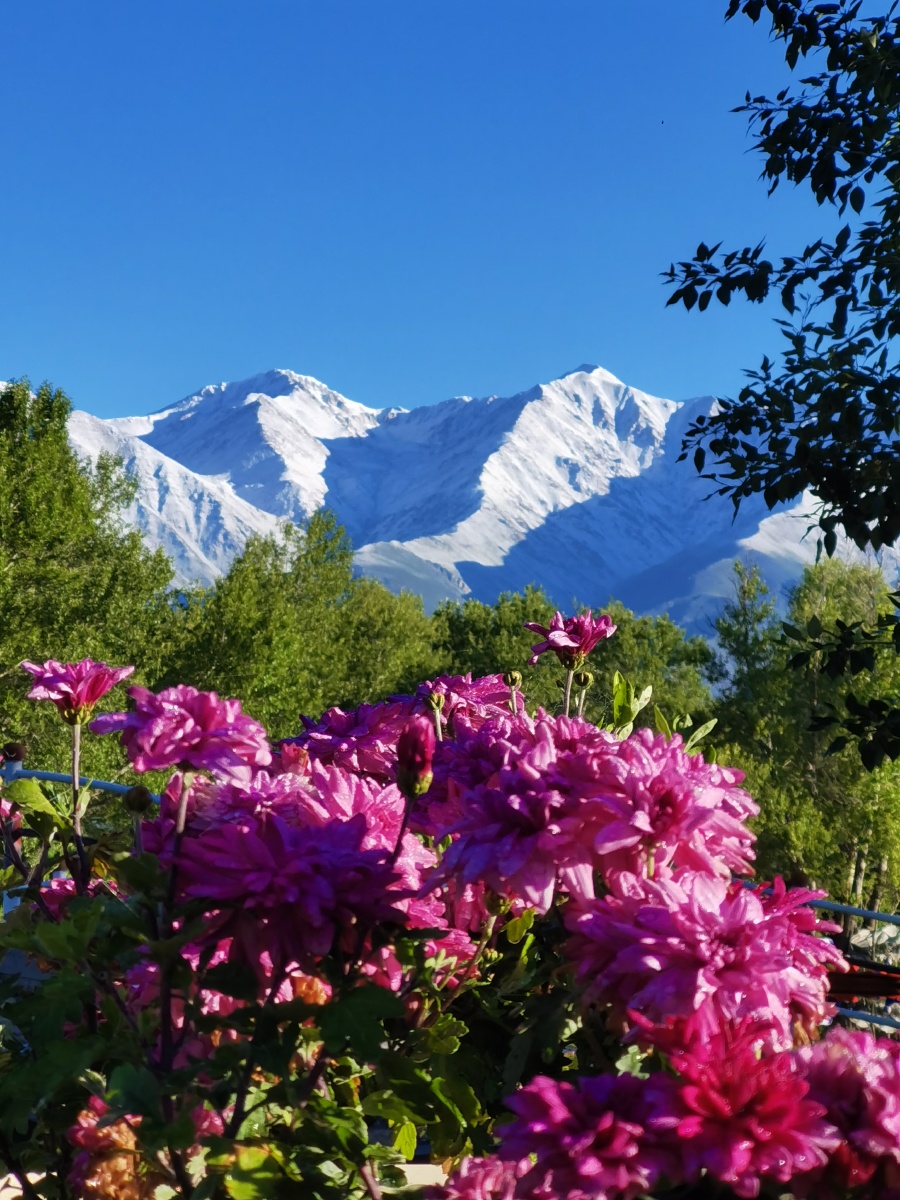 雪山下的鲜花