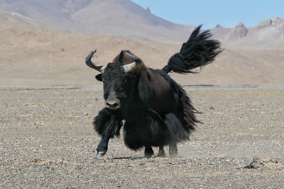 威风八面野牦牛