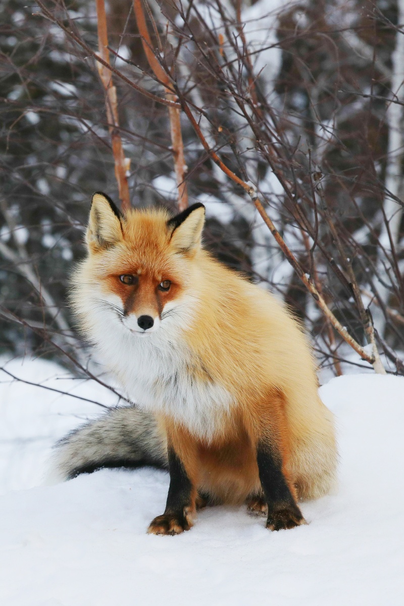 火狐- 用户晓林视界 - 图虫