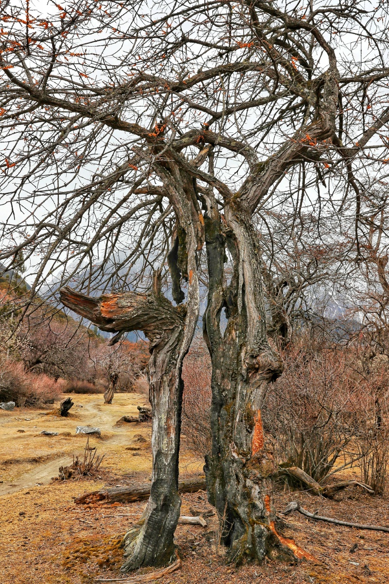 顽强的生命经历过雷劈火烧依然顽强生长的沙棘树