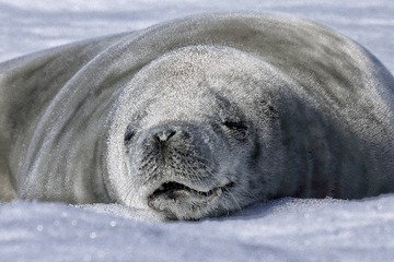 66818