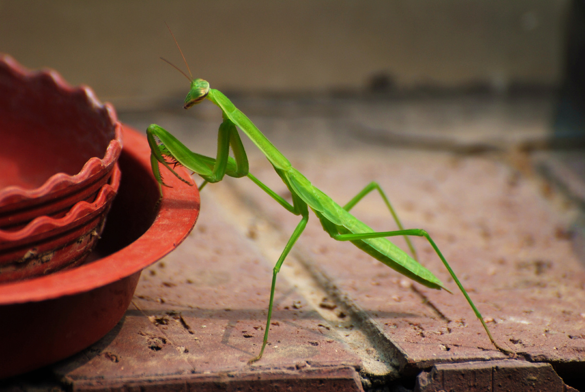 7月31日中华大刀螳若虫