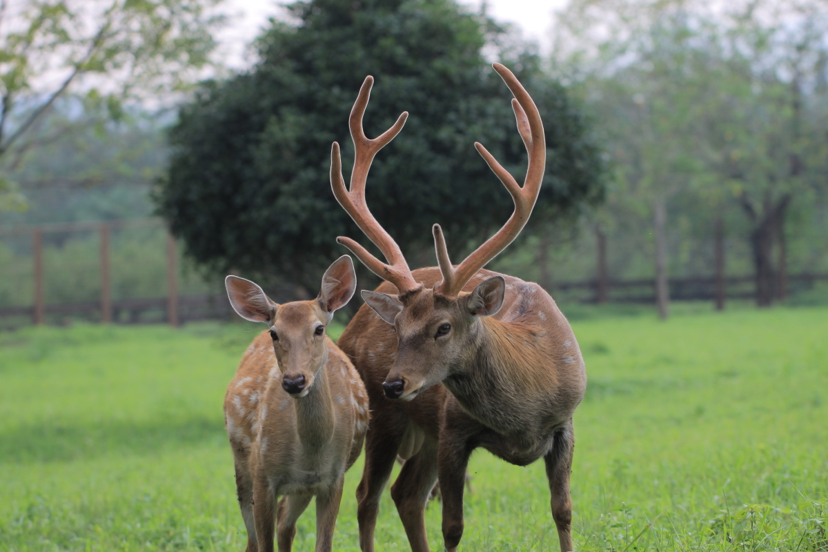 鹿大王 - 流浪1 - 图虫