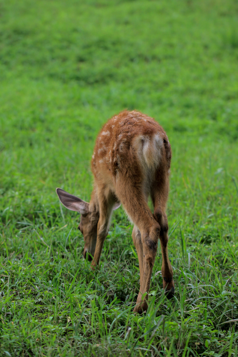 鹿大王 - 流浪1 - 图虫
