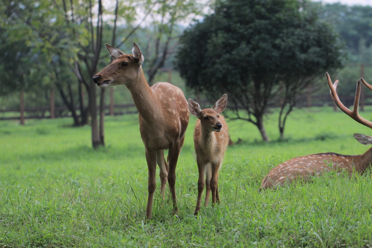 鹿大王 - 流浪1 - 图虫