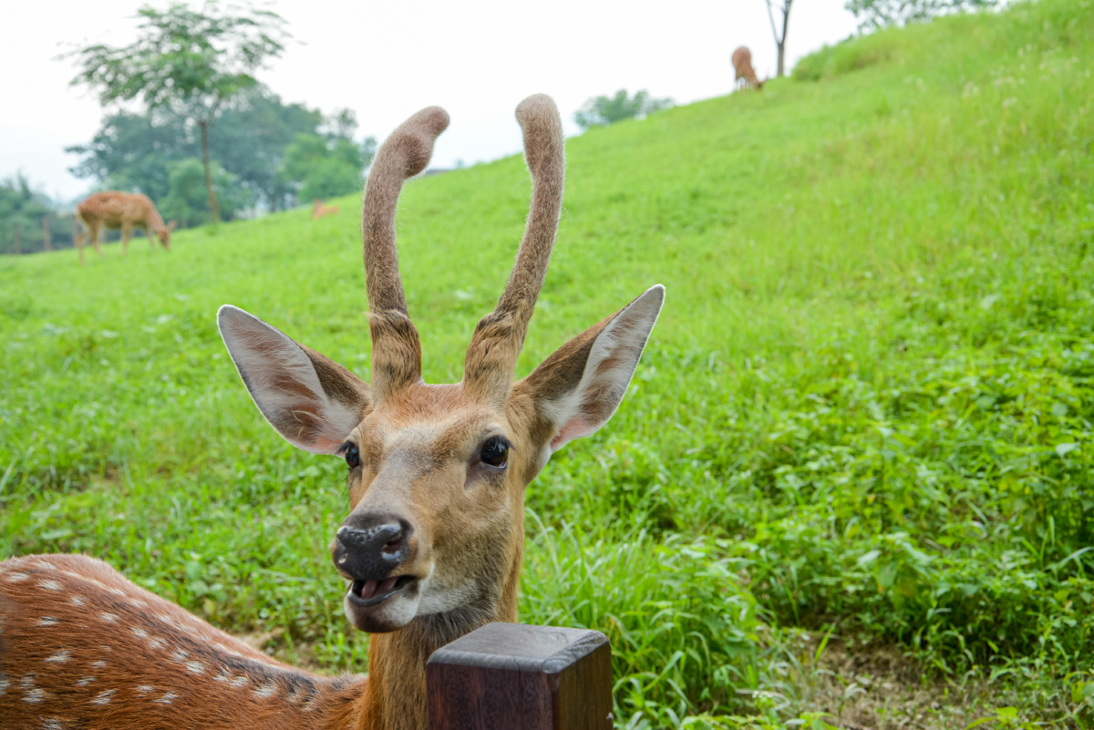 鹿大王 - 流浪1 - 图虫