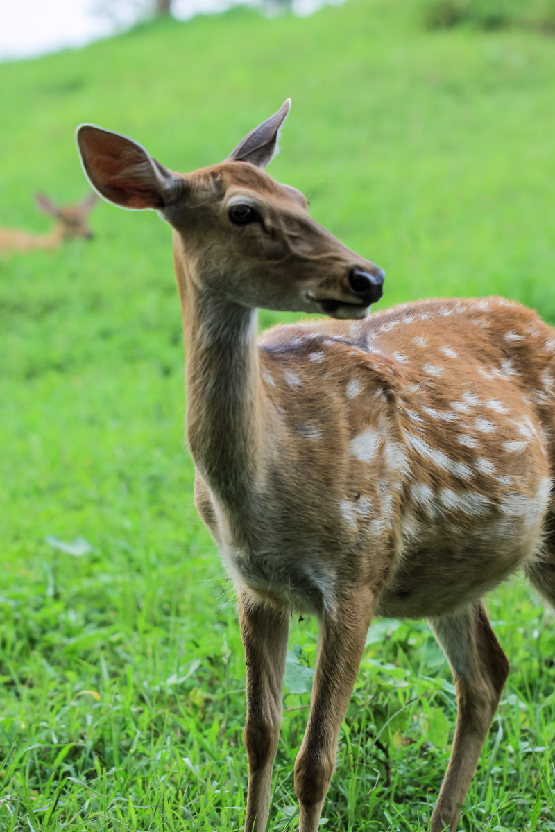 鹿大王 - 流浪1 - 图虫