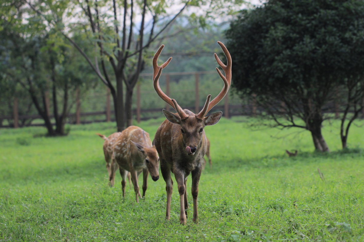 鹿大王 - 流浪1 - 图虫