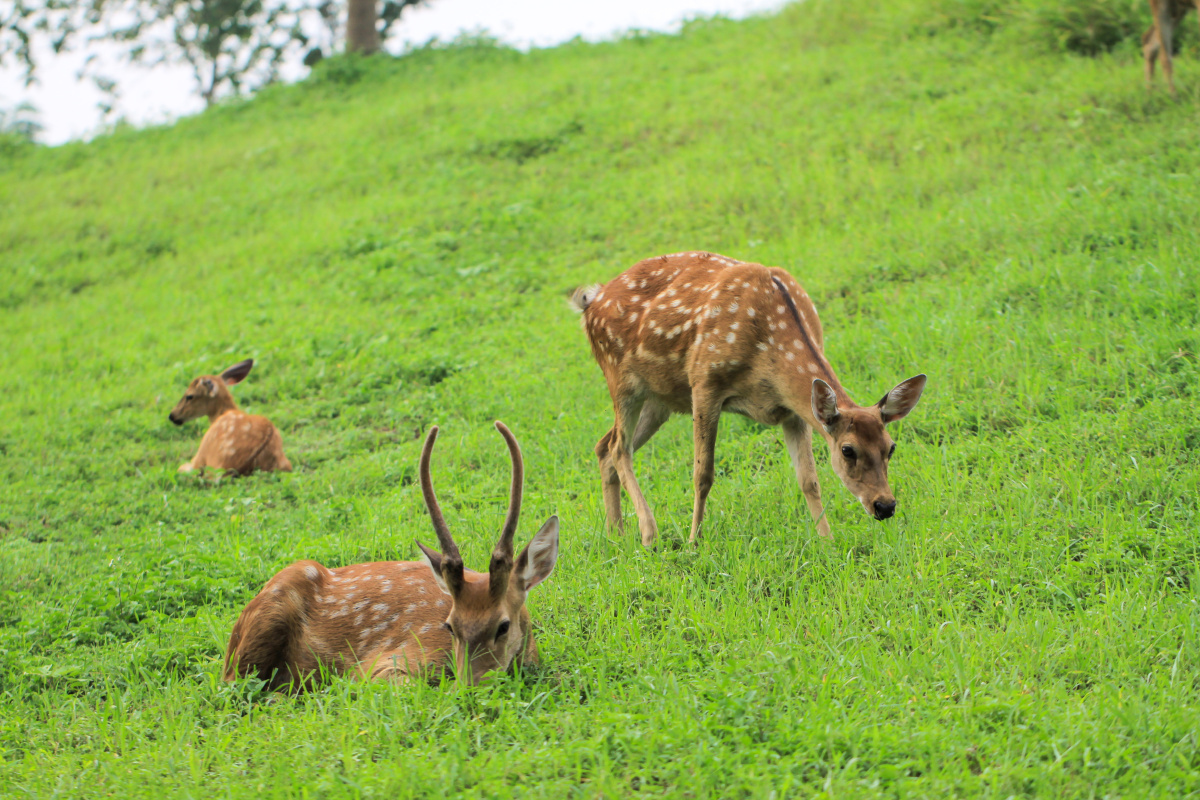 鹿大王 - 流浪1 - 图虫