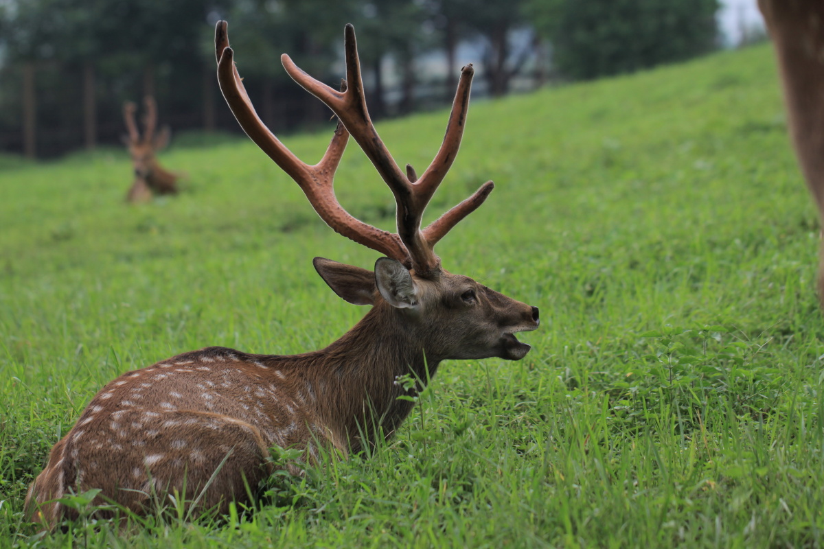 鹿大王 - 流浪1 - 图虫