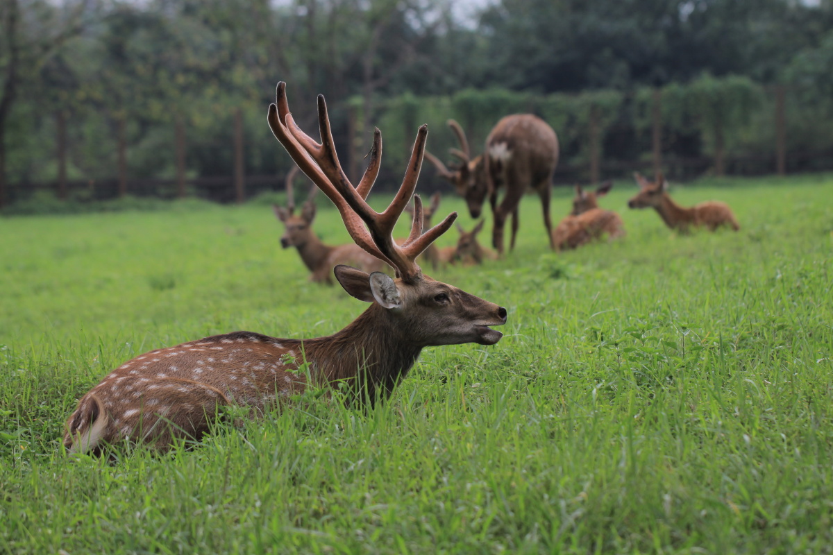 鹿大王 - 流浪1 - 图虫