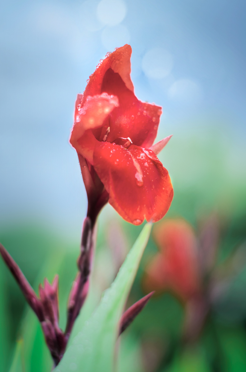 美人蕉花植物水珠清新红色绽放唯美奇妙的自然界特写_del_静物41713还