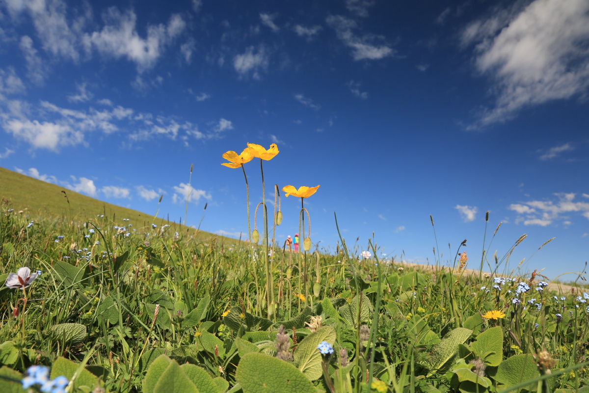 新疆草原野生虞美人.