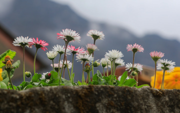 EBC徒步路上的紫苑花