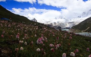雪山与鲜花