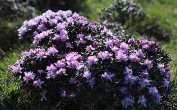秦岭，高山小叶杜鹃
