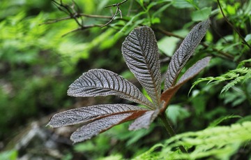 七叶鬼灯檠
