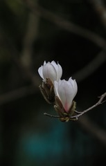 辛夷花开幸运来