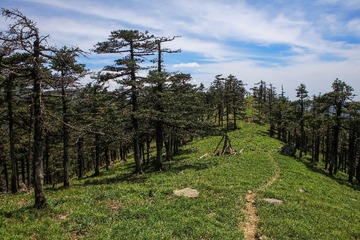 秦岭冷杉