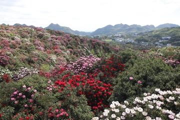 百里杜鹃