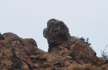 贺兰山泰迪犬
