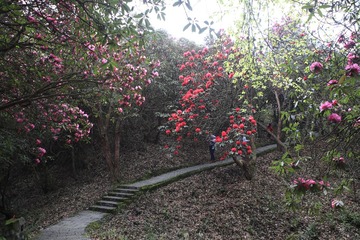高山杜鹃