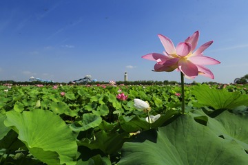 荷花