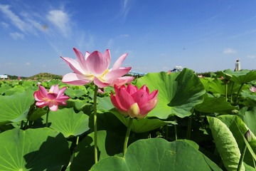 鸣翠湖荷花