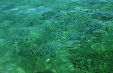 海之韵