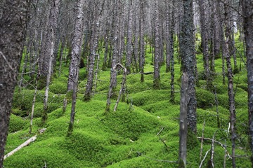 贺兰山原始森林