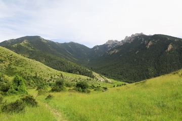 贺兰山森林草甸