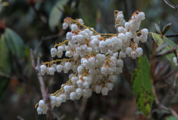 EBC路途中得马醉木花