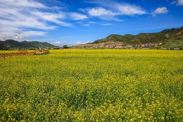 甘南，油菜花开