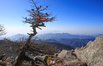 秦岭冷杉