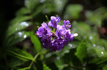 花沐雨影