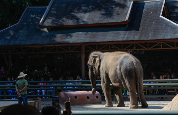 西双版纳野象谷大象