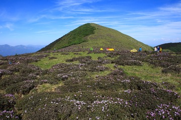 秦岭，天华山杜鹃花海