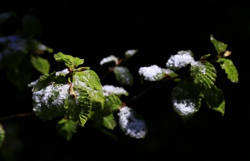 绿雪