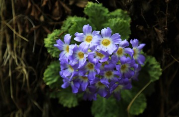 高原野花