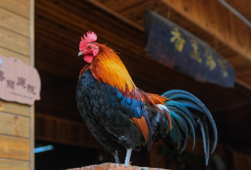 雄鸡一唱天下白